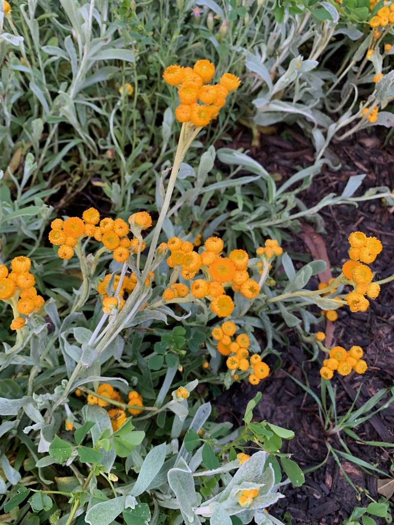 Chrysocephalum apiculatum subsp. apiculatum photo 2