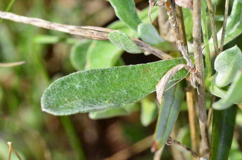Chrysocephalum apiculatum subsp. apiculatum photo 3