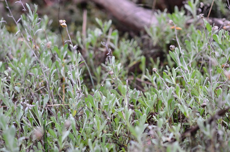 Chrysocephalum apiculatum subsp. apiculatum photo 4