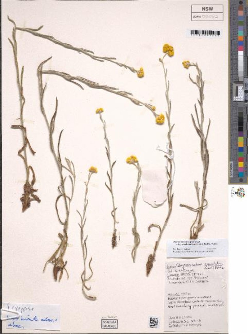 Chrysocephalum apiculatum subsp. arachnoideum