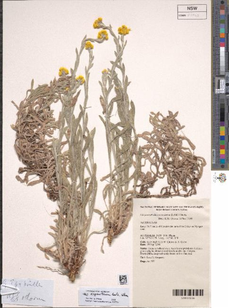 Chrysocephalum apiculatum subsp. argenteum