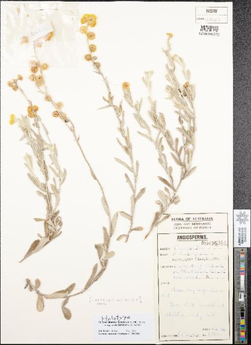 Chrysocephalum apiculatum subsp. barbellatum