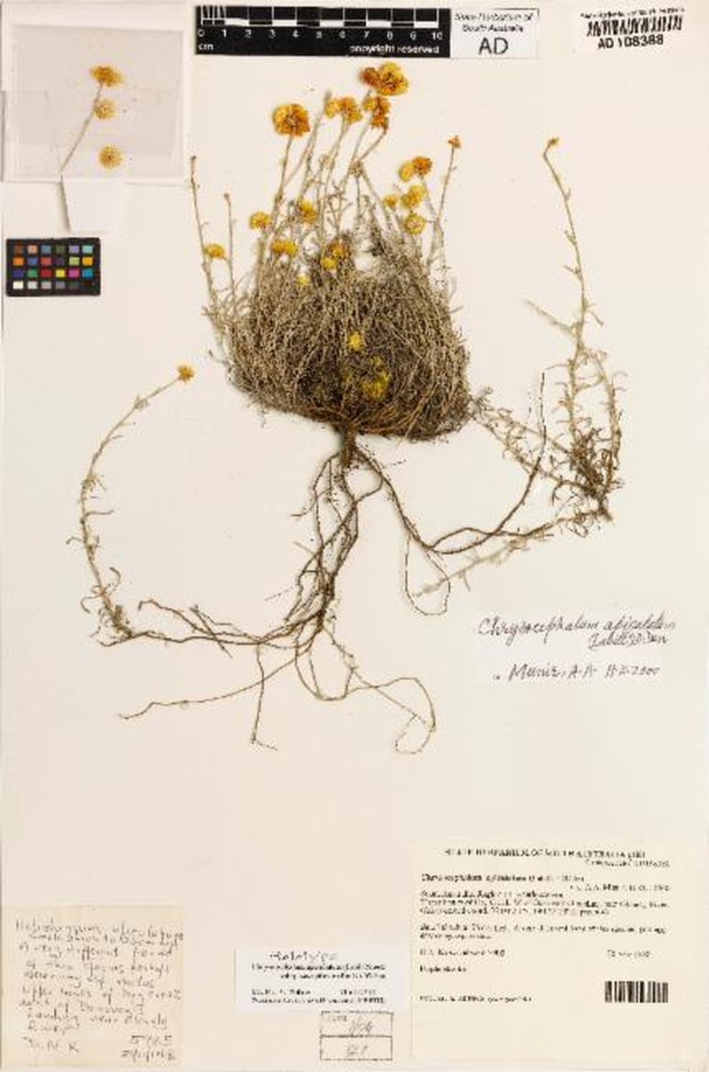 Chrysocephalum apiculatum subsp. caespitosum