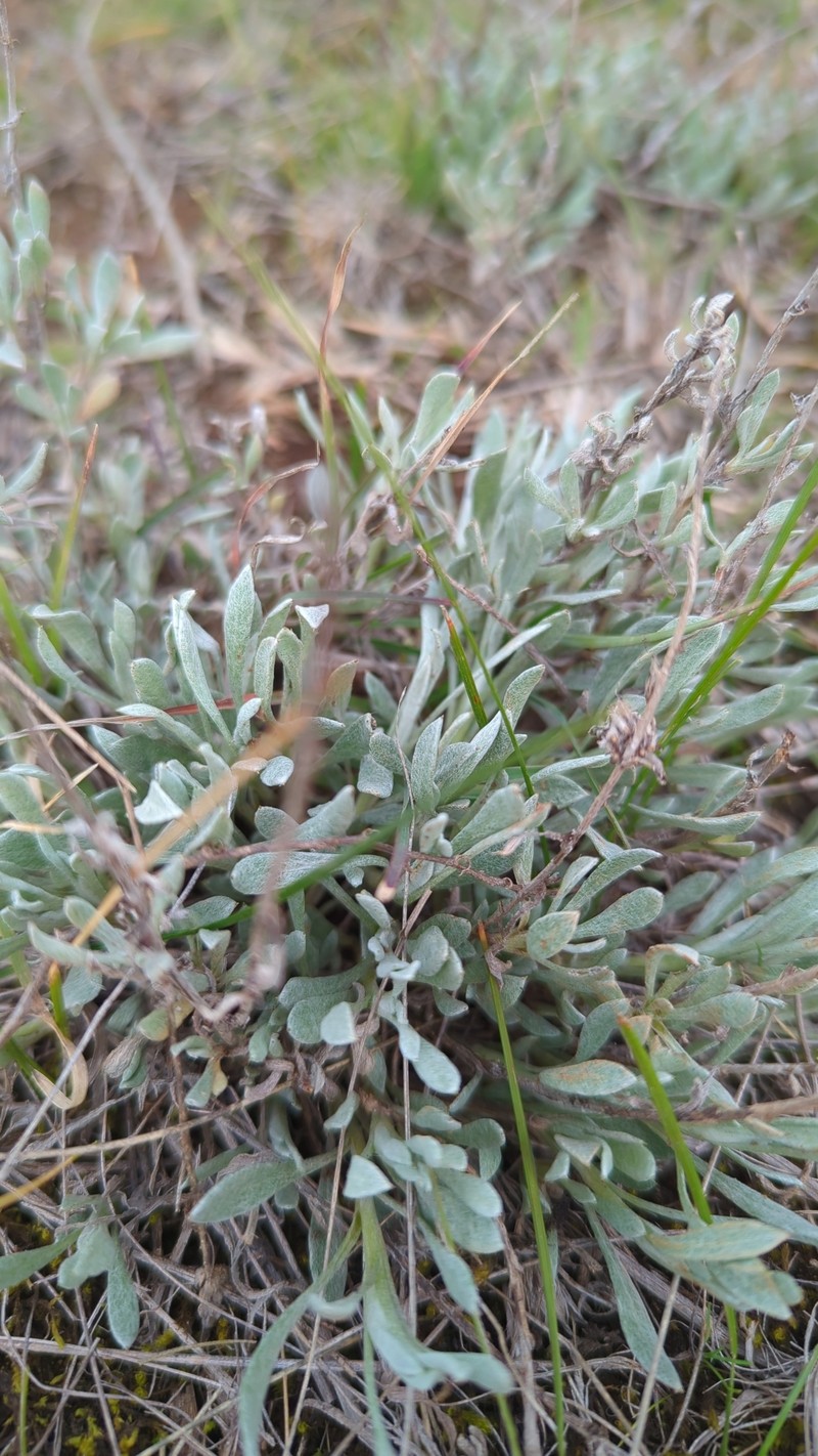 Chrysocephalum apiculatum subsp. congestum