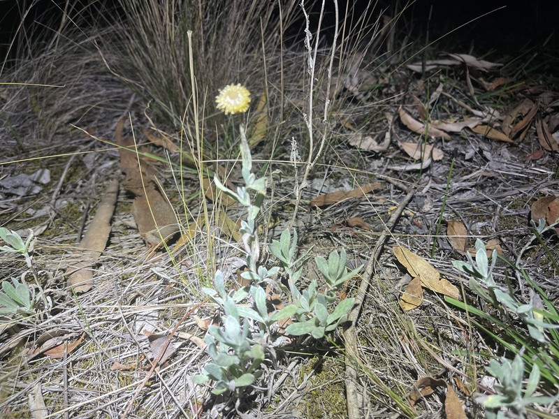 Chrysocephalum apiculatum subsp. congestum photo 2