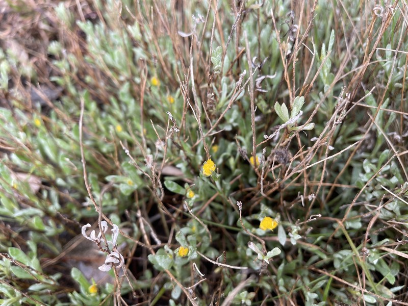Chrysocephalum apiculatum subsp. congestum photo 4
