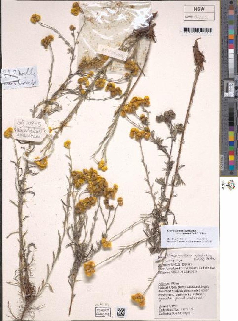 Chrysocephalum apiculatum subsp. erectum