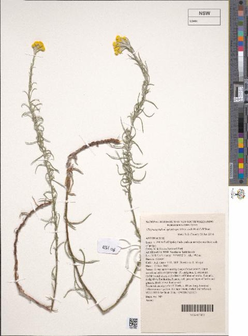 Chrysocephalum apiculatum subsp. exile