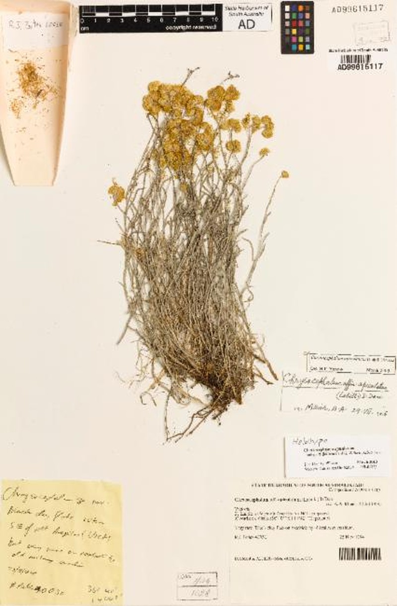 Chrysocephalum apiculatum subsp. filifolium
