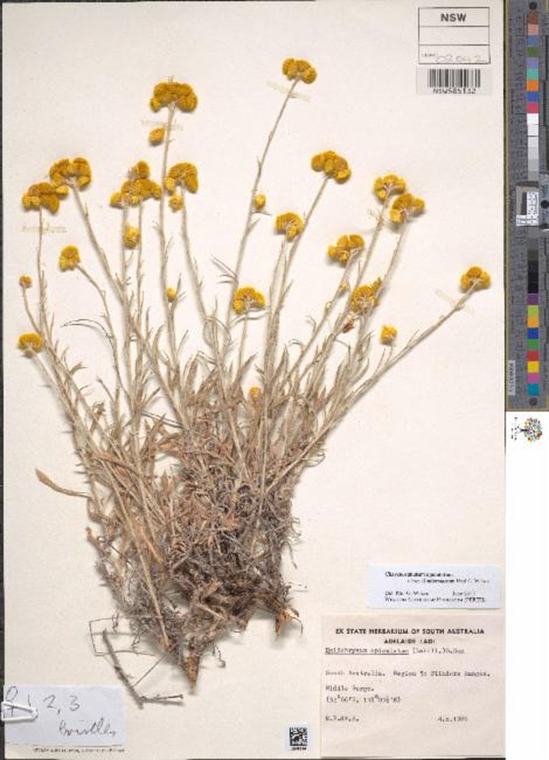 Chrysocephalum apiculatum subsp. flindersianum