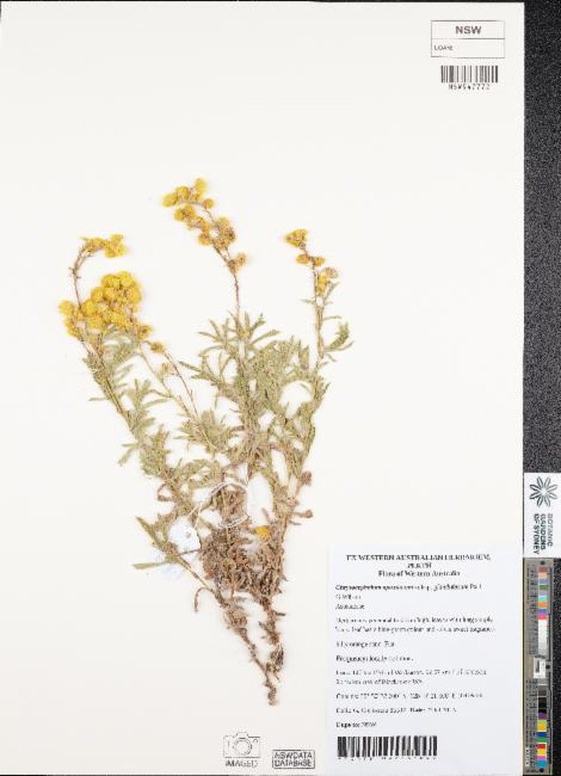 Chrysocephalum apiculatum subsp. glandulosum