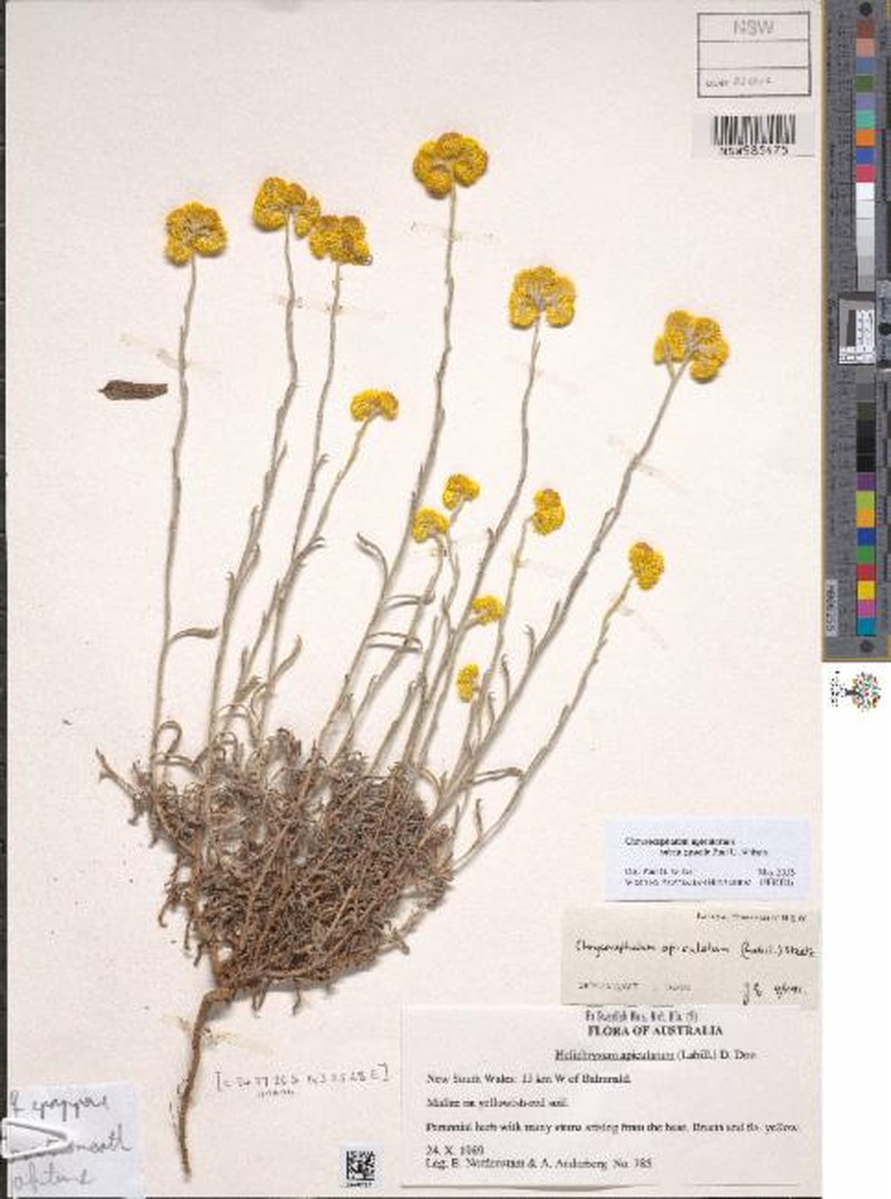 Chrysocephalum apiculatum subsp. gracile