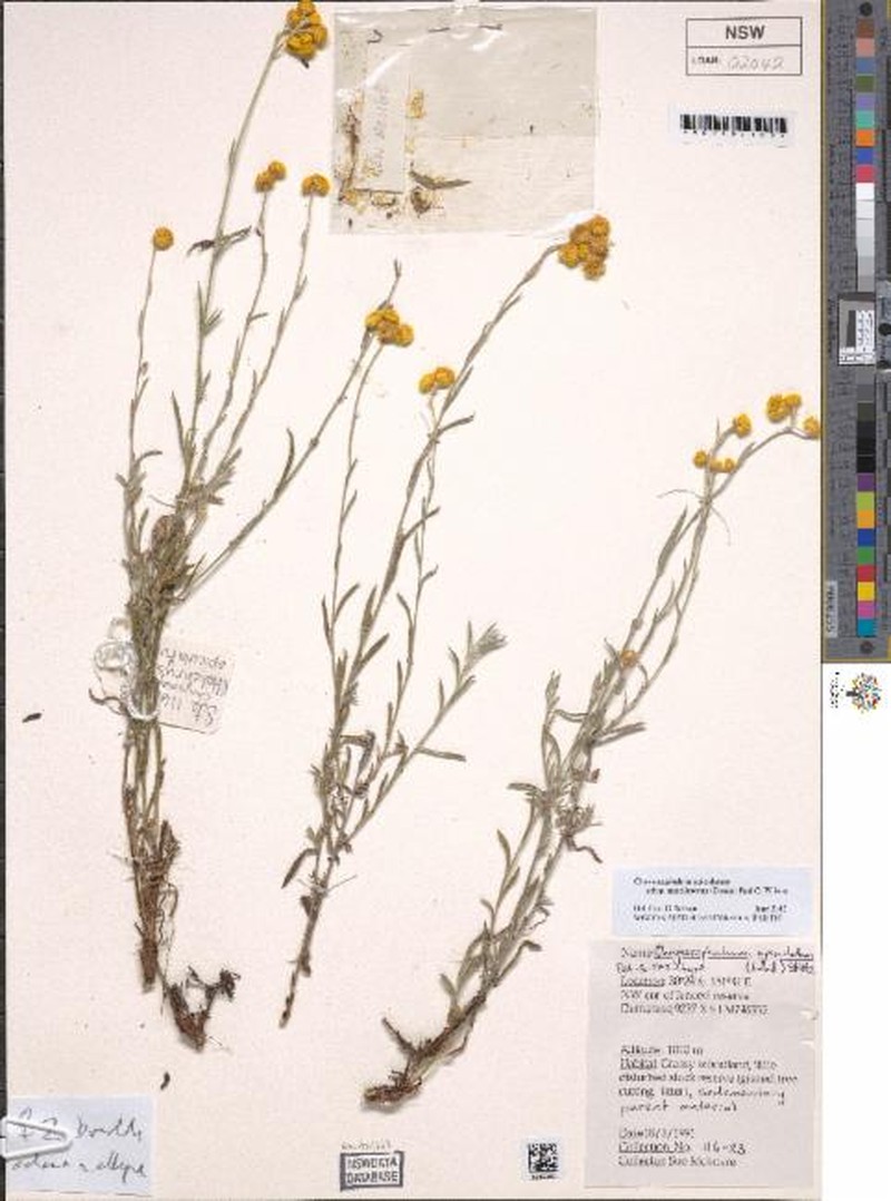 Chrysocephalum apiculatum subsp. gracilescens