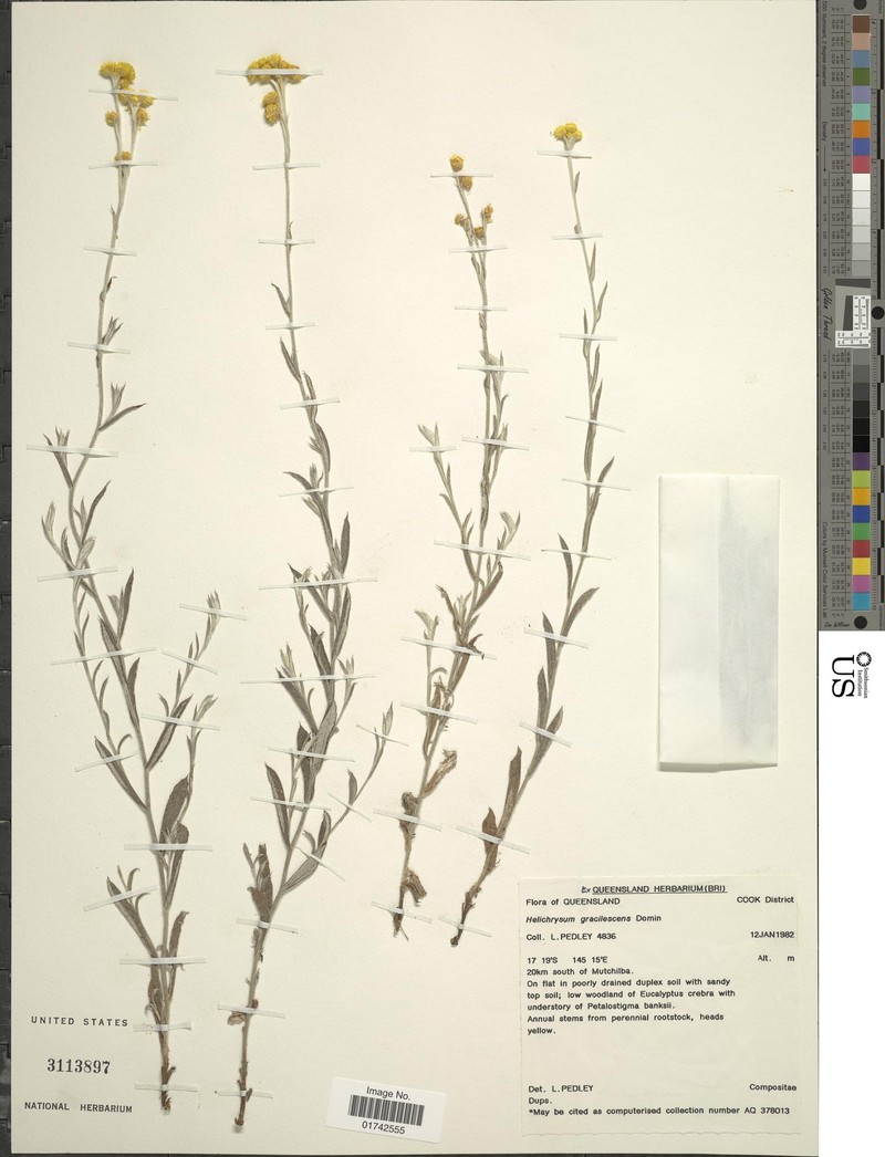 Chrysocephalum apiculatum subsp. gracilescens photo 2