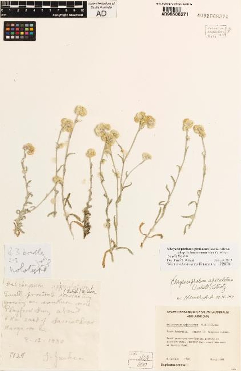 Chrysocephalum apiculatum subsp. halmaturorum