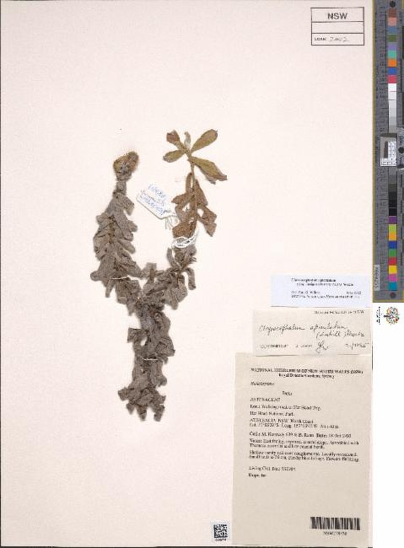 Chrysocephalum apiculatum subsp. insigne