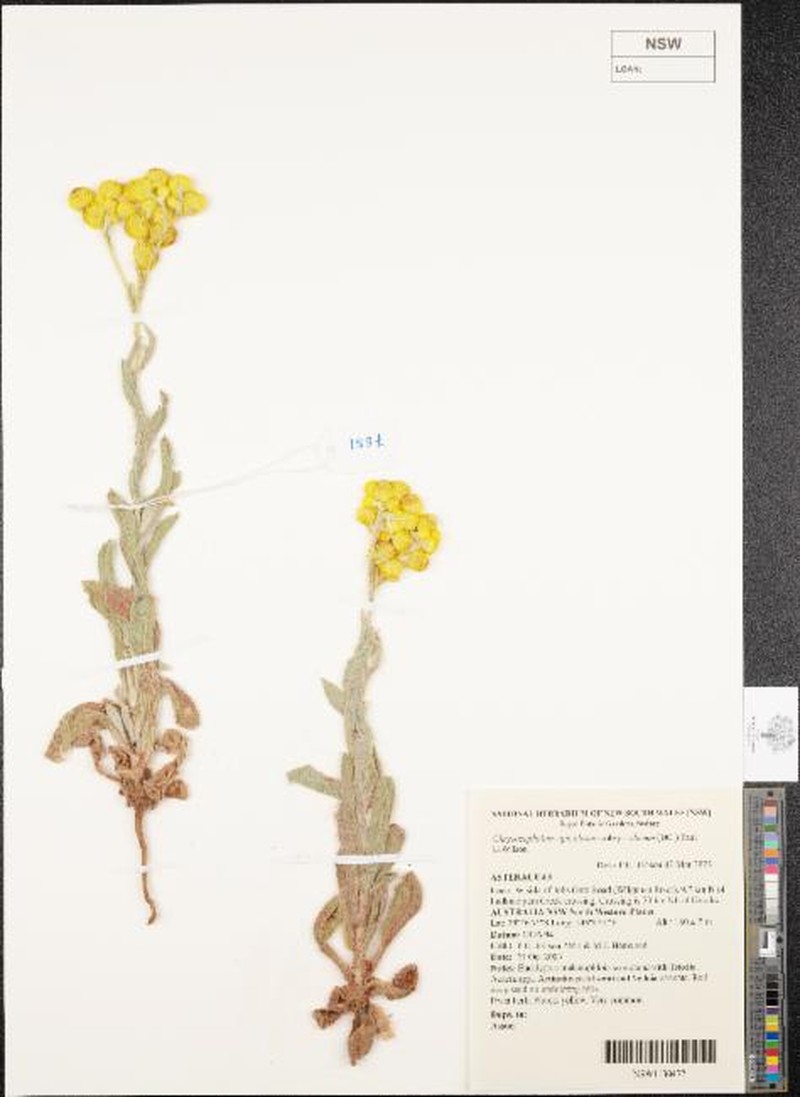 Chrysocephalum apiculatum subsp. odorum
