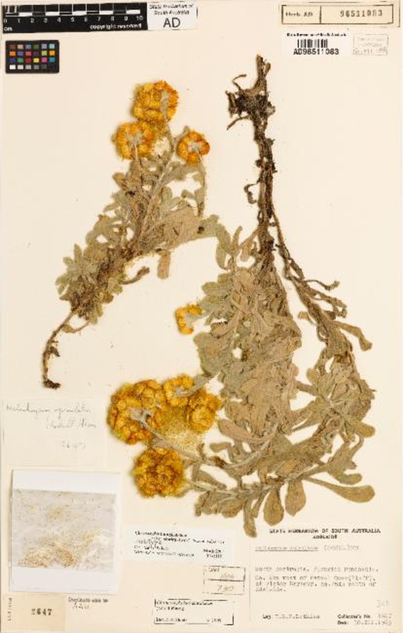 Chrysocephalum apiculatum subsp. orarium