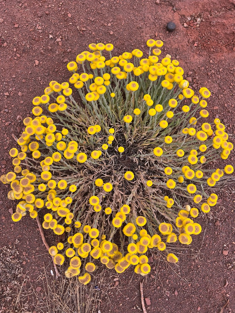 Chrysocephalum apiculatum subsp. pilbarense