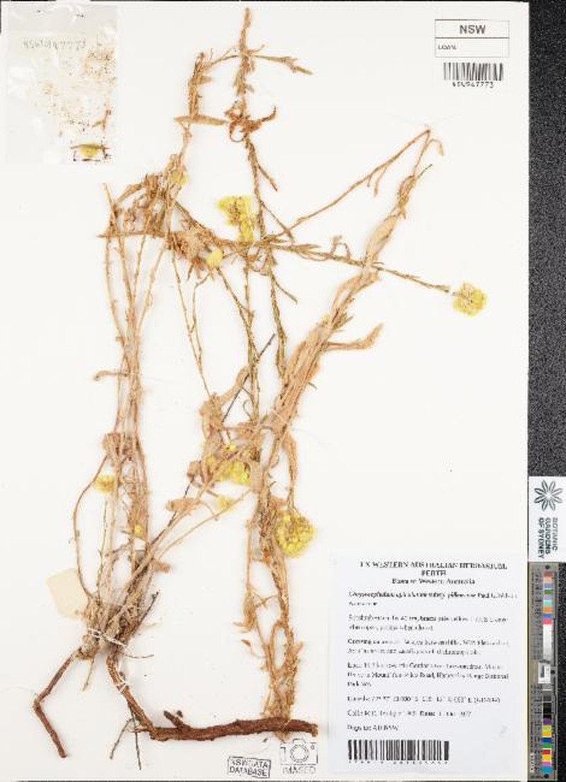 Chrysocephalum apiculatum subsp. pilbarense photo 2