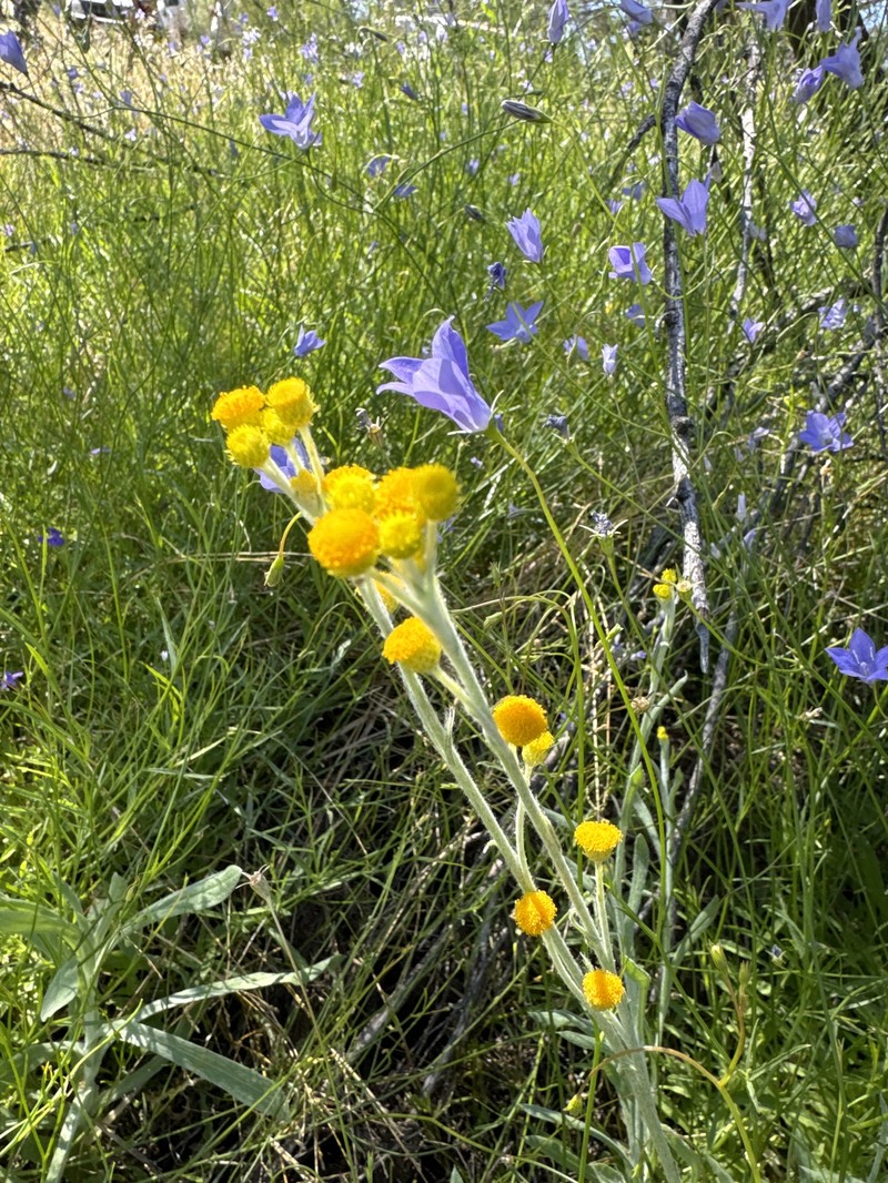 Chrysocephalum apiculatum subsp. racemosum