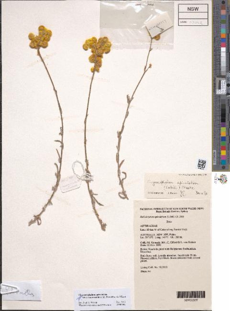 Chrysocephalum apiculatum subsp. racemosum photo 2