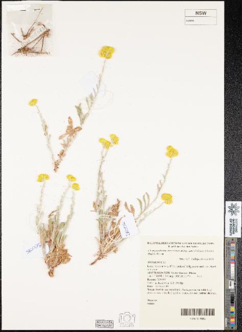 Chrysocephalum apiculatum subsp. ramosissimum