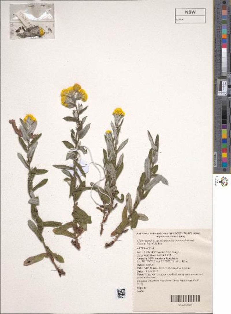 Chrysocephalum apiculatum subsp. semiamplexicaule