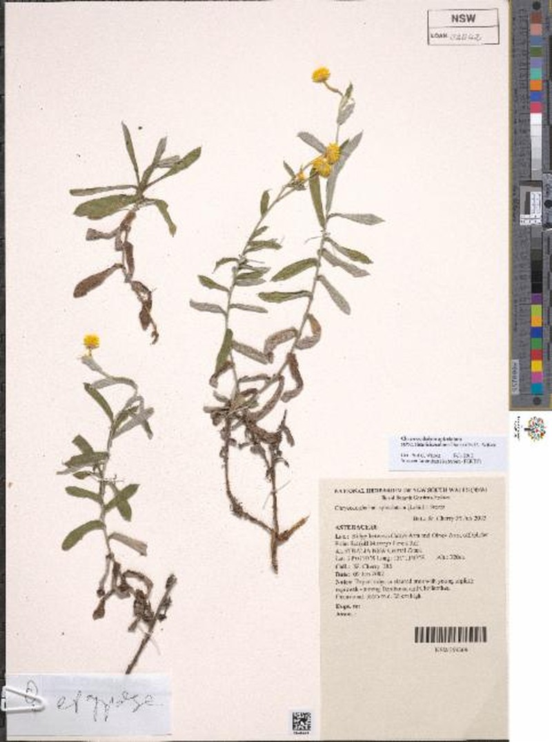 Chrysocephalum apiculatum subsp. simpliciusculum