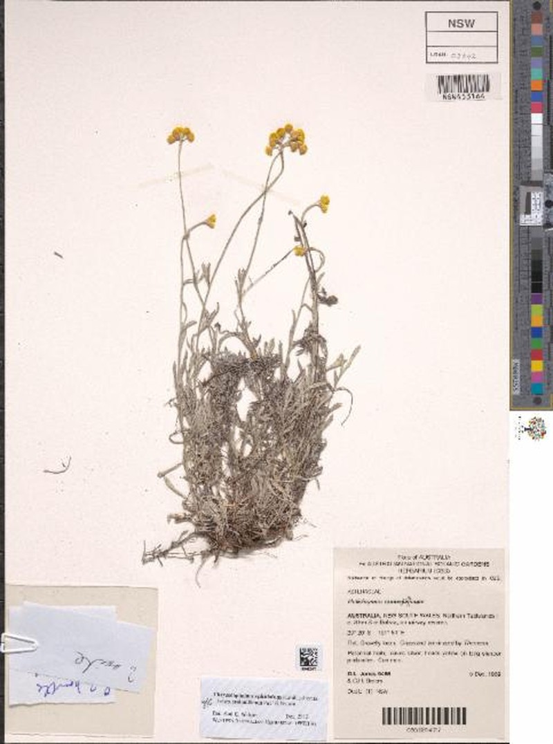 Chrysocephalum apiculatum subsp. stoloniferum