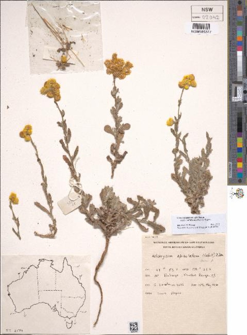 Chrysocephalum apiculatum subsp. undulatum