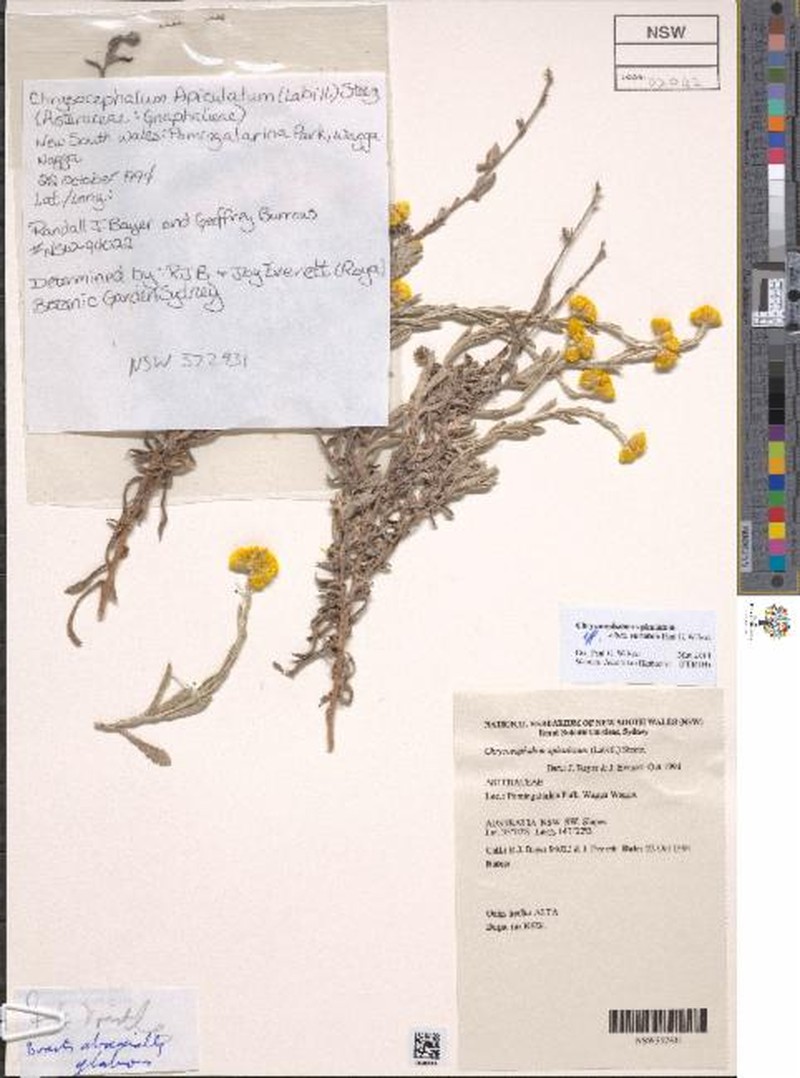 Chrysocephalum apiculatum subsp. variabile
