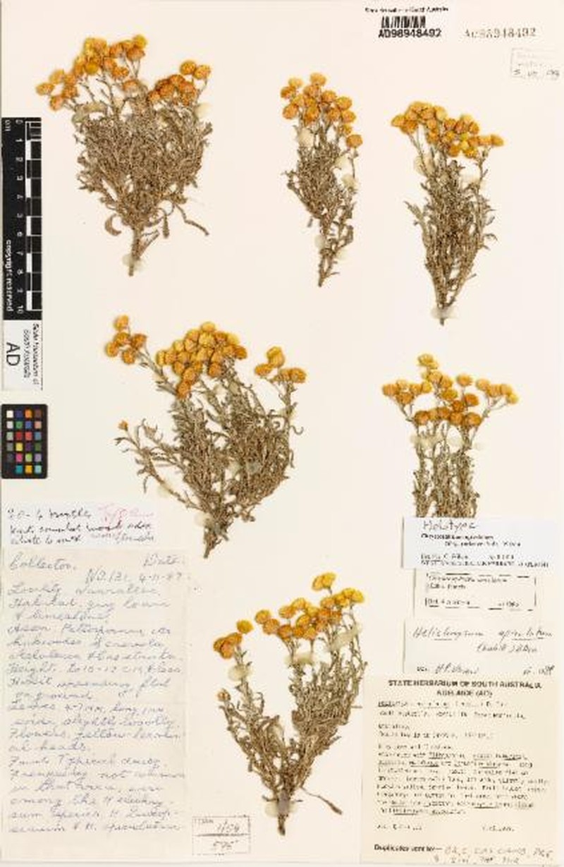 Chrysocephalum apiculatum subsp. yorkense