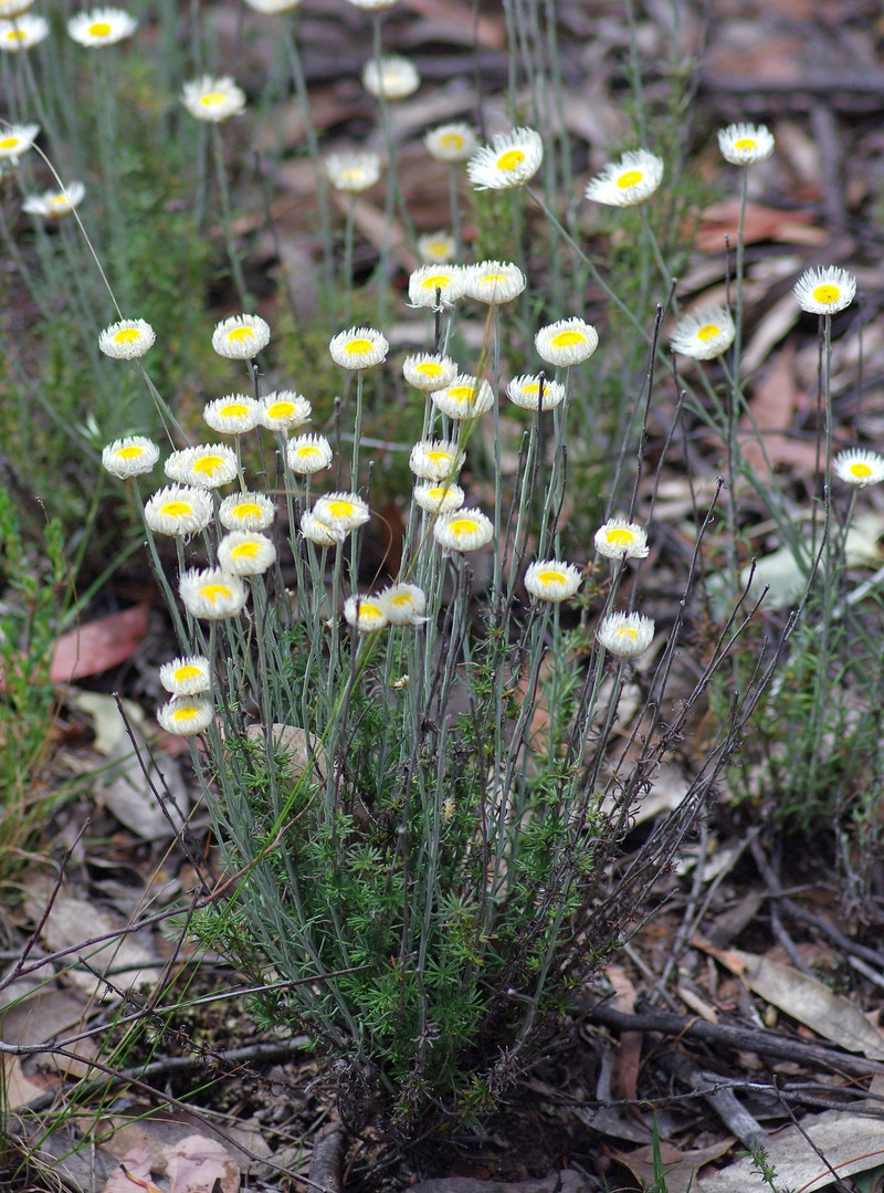 Chrysocephalum baxteri