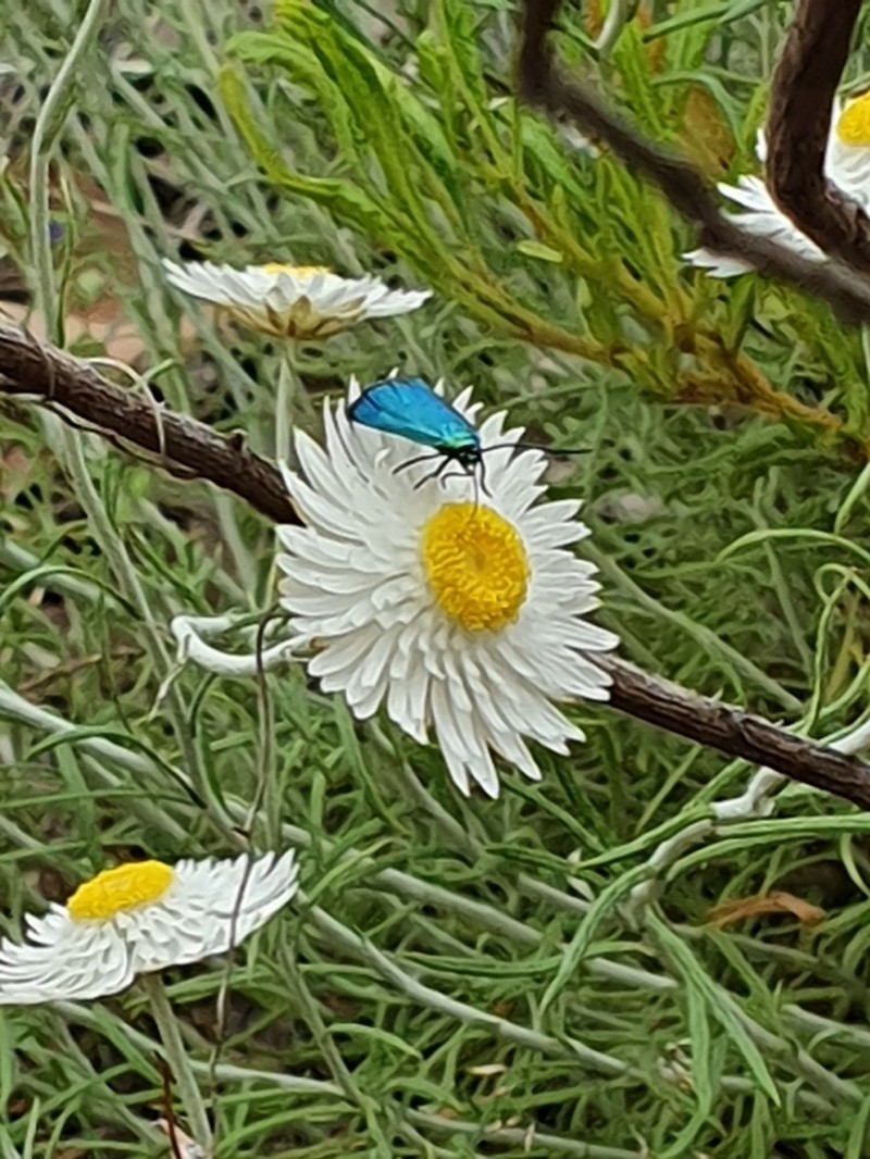 Chrysocephalum baxteri photo 2