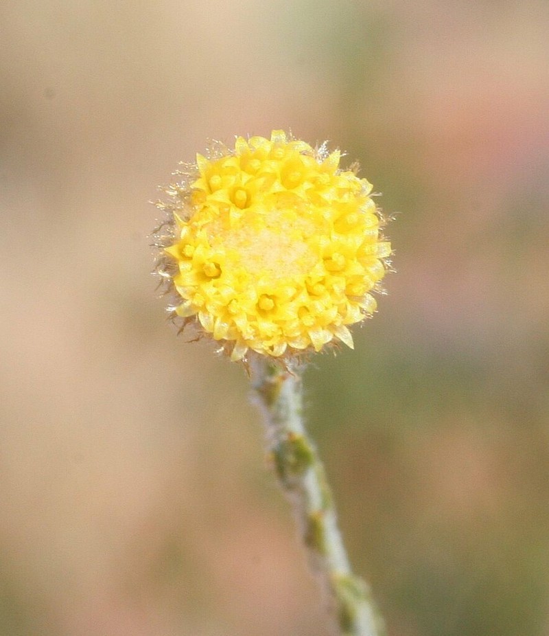 Chrysocephalum eremaeum photo 2