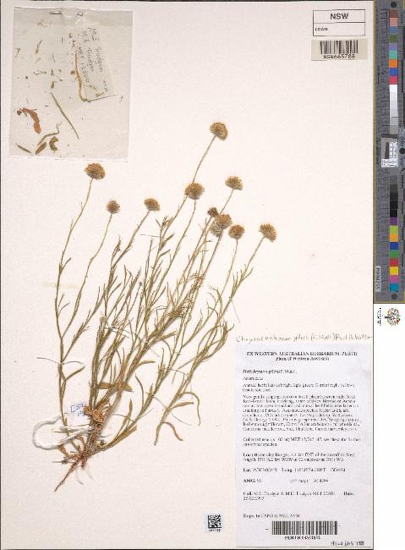 Chrysocephalum gilesii
