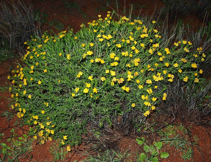 Chrysocephalum pterochaetum