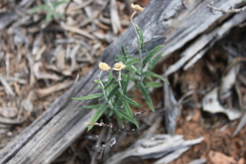 Chrysocephalum pterochaetum photo 4