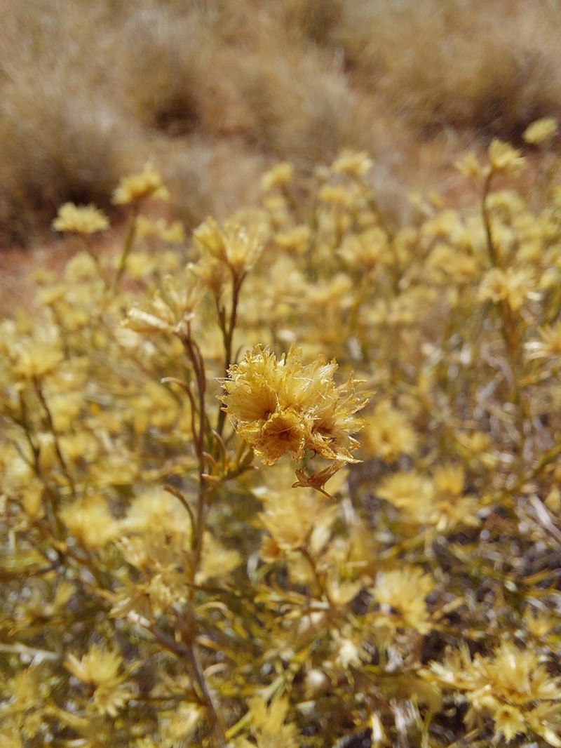 Chrysocephalum pterochaetum photo 5
