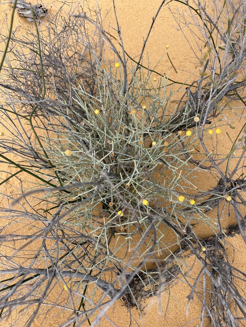 Chrysocephalum puteale photo 2