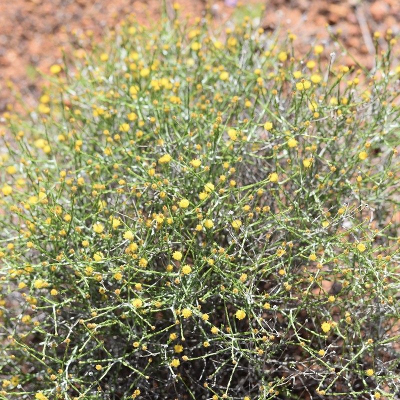 Chrysocephalum puteale photo 3