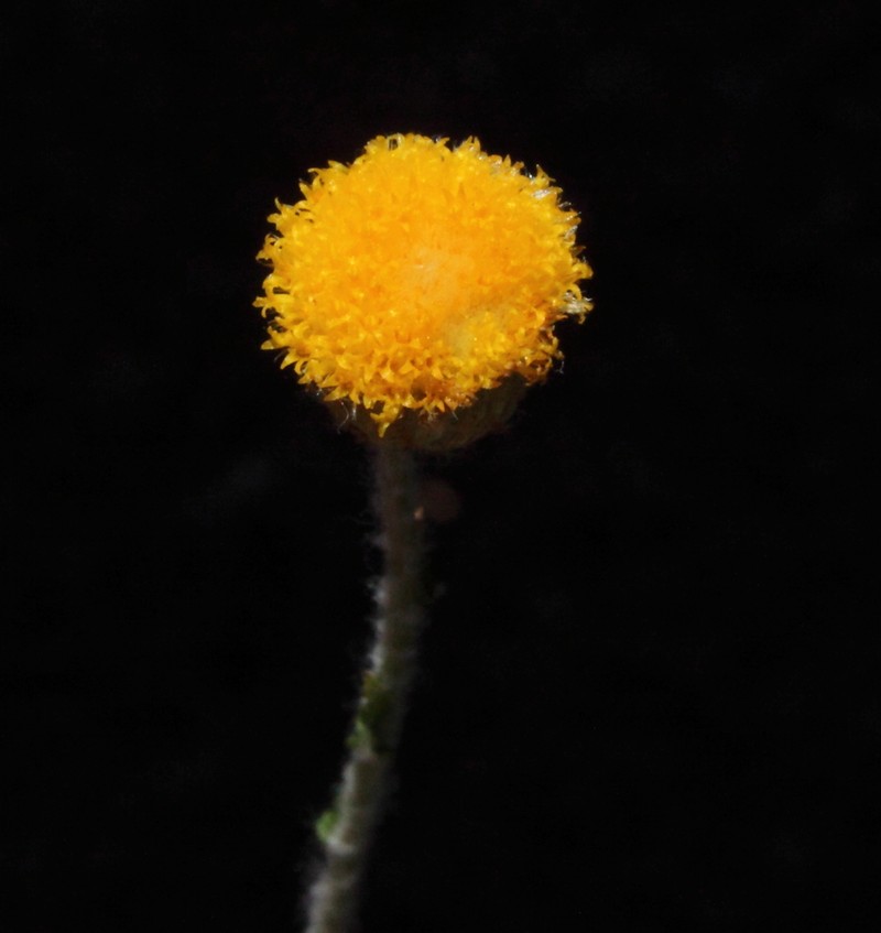 Chrysocephalum puteale photo 4