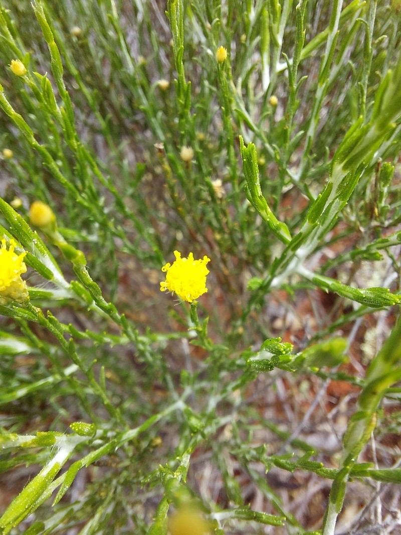 Chrysocephalum puteale photo 6