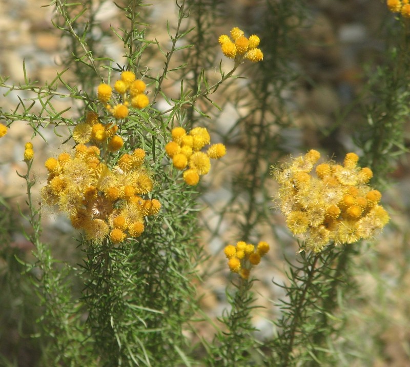 Chrysocephalum semipapposum