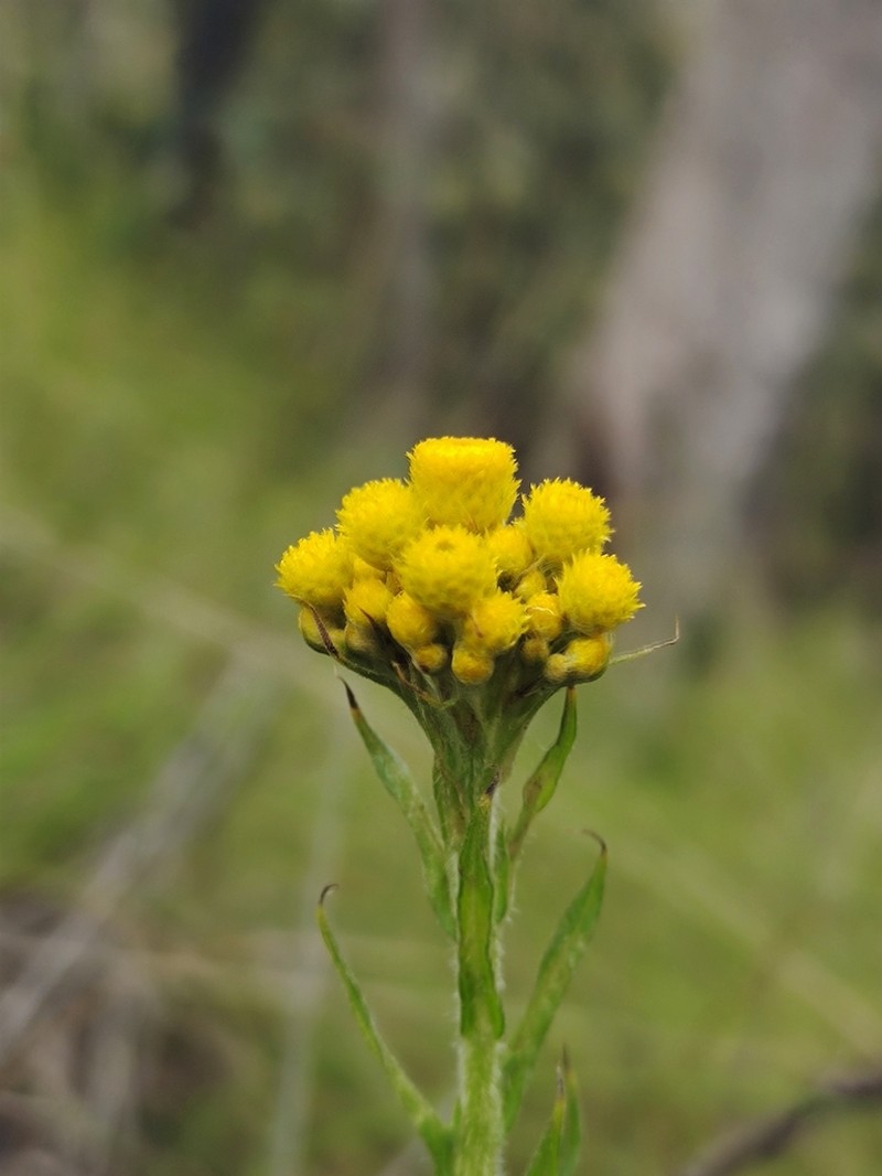 Chrysocephalum semipapposum photo 2