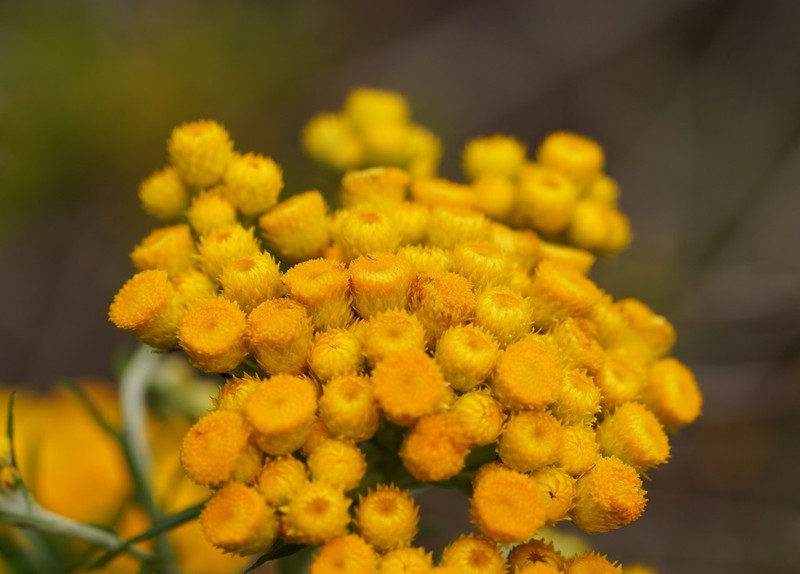 Chrysocephalum semipapposum photo 3