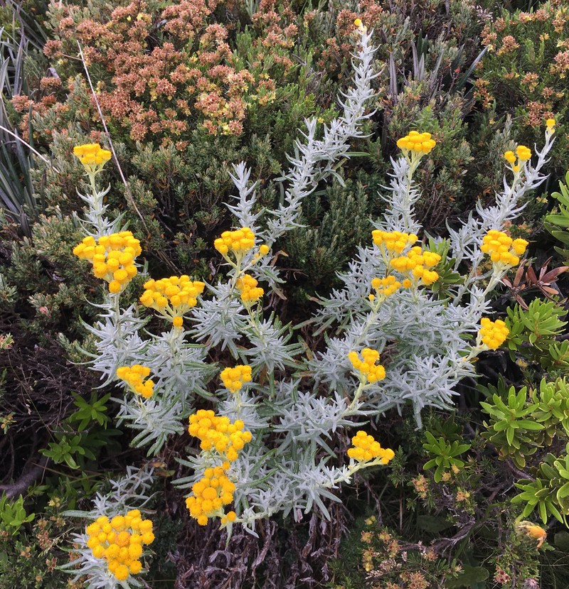 Chrysocephalum semipapposum photo 4