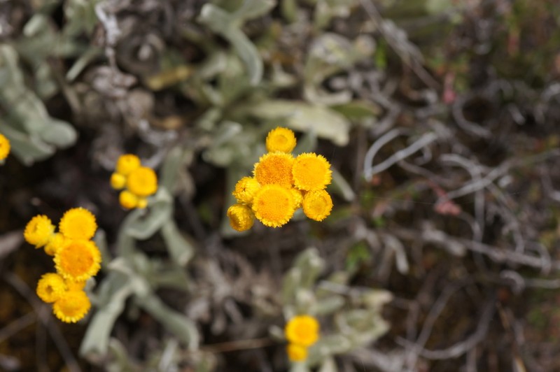 Chrysocephalum semipapposum photo 5