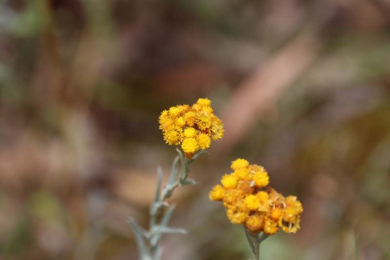 Chrysocephalum semipapposum photo 6